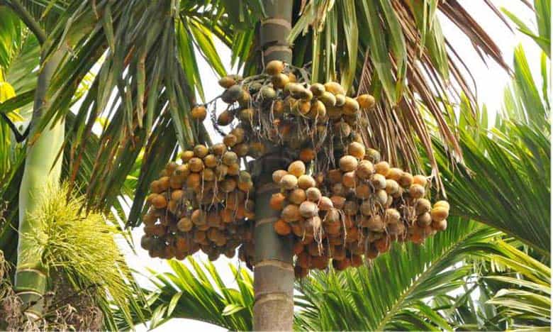 ಅಡಿಕೆ ಕದಿಯಲು ಬಂದಿದ್ದಾನೆಂದು ಭಾವಿಸಿ ವ್ಯಕ್ತಿ ಮೇಲೆ ಫೈರಿಂಗ್ ಅಡಿಕೆ ಕದಿಯಲು ಬಂದಿದ್ದಾನೆಂದು ಭಾವಿಸಿ ವ್ಯಕ್ತಿ ಮೇಲೆ ಫೈರಿಂಗ್