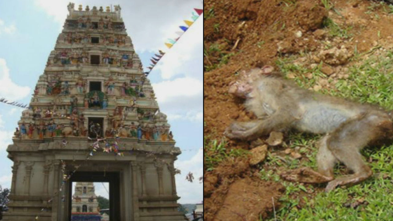 ಘಾಟಿ ಸುಬ್ರಮಣ್ಯ ಕ್ಷೇತ್ರದಲ್ಲಿ ಕೋತಿಗಳ ಮಾರಣಹೋಮ ಘಾಟಿ ಸುಬ್ರಮಣ್ಯ ಕ್ಷೇತ್ರದಲ್ಲಿ ಕೋತಿಗಳ ಮಾರಣಹೋಮ