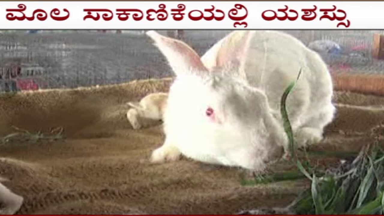 ಮೊಲ ಸಾಕಾಣಿಕೆ: ಪದವೀಧರರಿಗೆ ಸ್ಪೂರ್ತಿಯಾದ ಮೇಕ್ ಇನ್ ಇಂಡಿಯಾ ಮೊಲ ಸಾಕಾಣಿಕೆ: ಪದವೀಧರರಿಗೆ ಸ್ಪೂರ್ತಿಯಾದ ಮೇಕ್ ಇನ್ ಇಂಡಿಯಾ