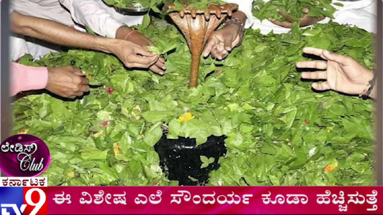 ಶಿವನ ಇಷ್ಟದ ಎಲೆ ಬಳಕೆಯಿಂದಲೇ ಆರೋಗ್ಯ-ಸೌಂದರ್ಯ ಪಡೆಯಬಹುದಂತೆ! ಶಿವನ ಇಷ್ಟದ ಎಲೆ ಬಳಕೆಯಿಂದಲೇ ಆರೋಗ್ಯ-ಸೌಂದರ್ಯ ಪಡೆಯಬಹುದಂತೆ!