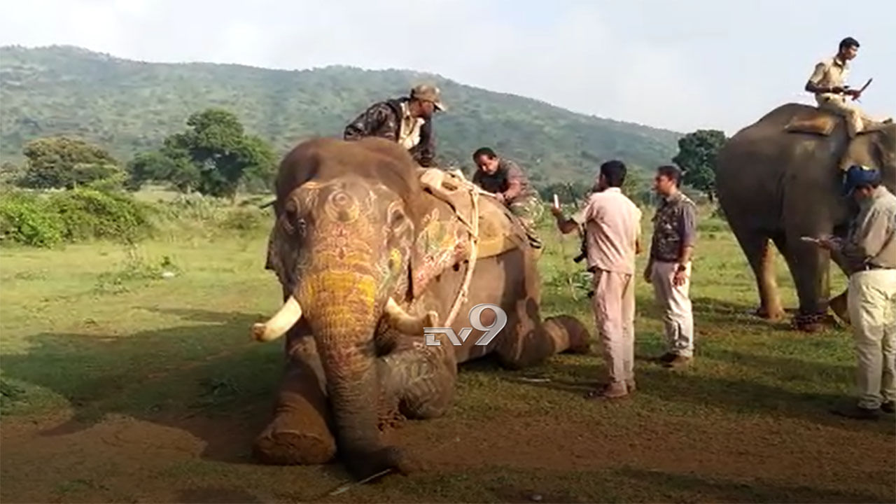 ಪತ್ತೆಯಾಯ್ತು ನರಭಕ್ಷಕ ಹುಲಿಯ ಹೆಜ್ಜೆ ಗುರುತು, ಹುಲಿಯೆಲ್ಲಿ?