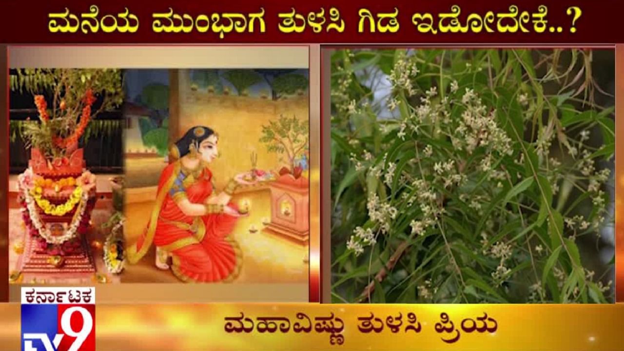 ಮನೆಯ ಮುಂಭಾಗವೇ ತುಳಸಿ ಗಿಡ ನೆಡೋದೇಕೆ?