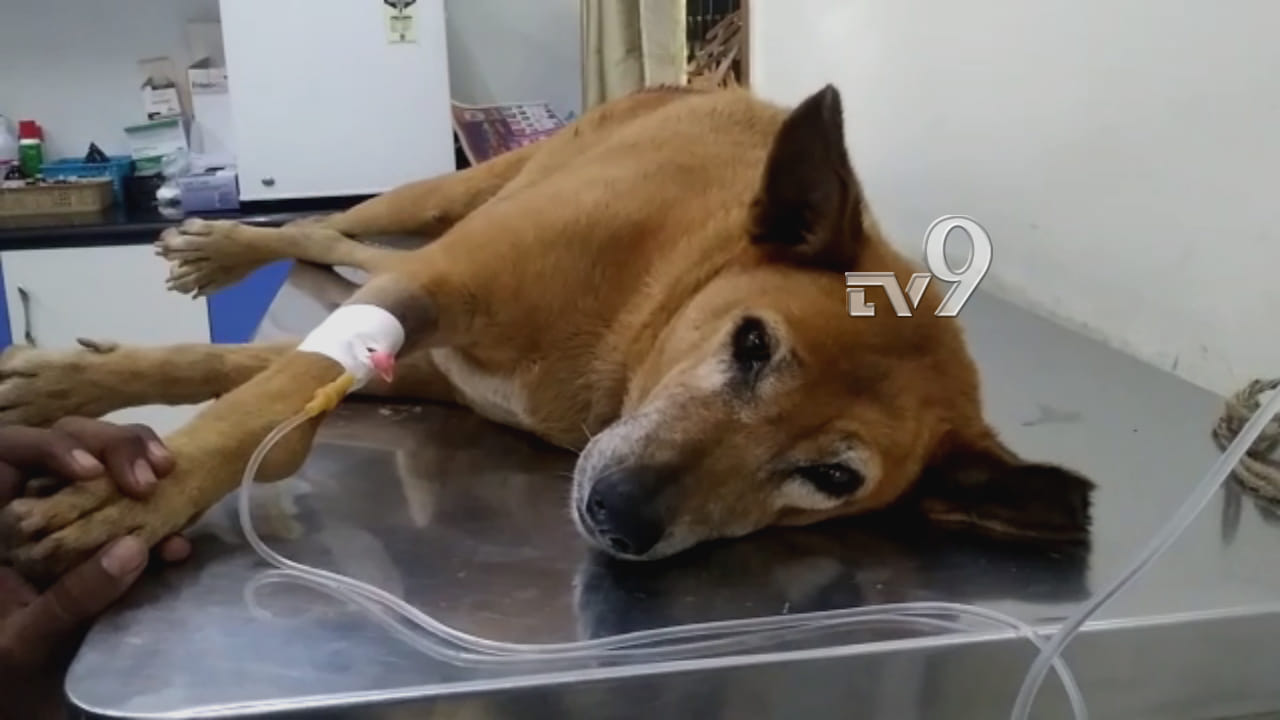 ಜಯನಗರದಲ್ಲಿ ನಾಯಿ ಮೇಲೆ ಫೈರಿಂಗ್ ನಿಮ್ಹಾನ್ಸ್ ಪ್ರೊಫೆಸರ್ ಅರೆಸ್ಟ್! ಜಯನಗರದಲ್ಲಿ ನಾಯಿ ಮೇಲೆ ಫೈರಿಂಗ್ ನಿಮ್ಹಾನ್ಸ್ ಪ್ರೊಫೆಸರ್ ಅರೆಸ್ಟ್!