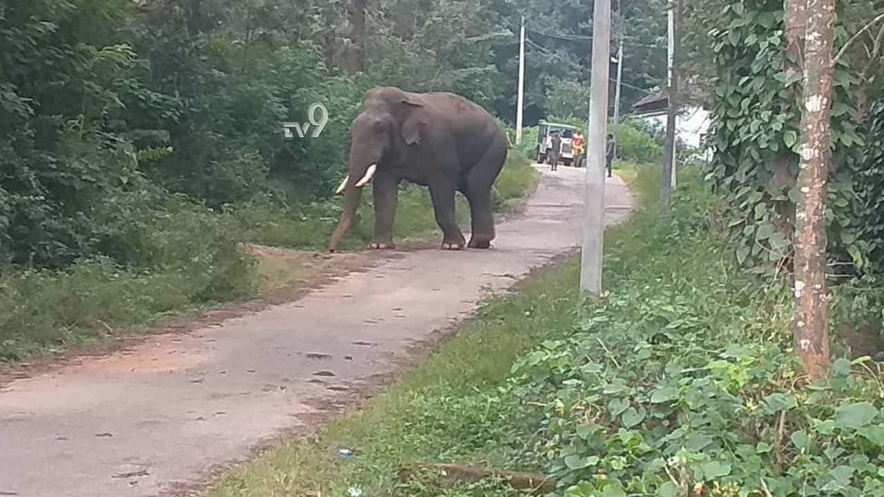ರಾಜಾರೋಷವಾಗಿ ಆನೆಗಳ ಸುತ್ತಾಟ, ಆತಂಕದಲ್ಲಿ ಜನರು ರಾಜಾರೋಷವಾಗಿ ಆನೆಗಳ ಸುತ್ತಾಟ, ಆತಂಕದಲ್ಲಿ ಜನರು