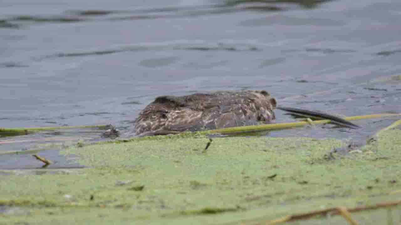 ಕುಕ್ಕರಹಳ್ಳಿ ಆಯ್ತು,ಈಗ ಲಿಂಗಾಂಬುಧಿ ಕೆರೆಯಲ್ಲೂ ಪಕ್ಷಿಗಳ ನಿಗೂಢ ಸಾವು