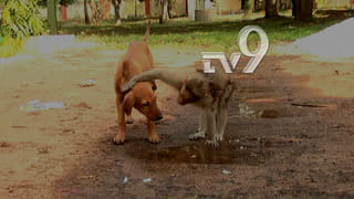 ಜಯನಗರದಲ್ಲಿ ನಾಯಿ ಮೇಲೆ ಫೈರಿಂಗ್ ನಿಮ್ಹಾನ್ಸ್ ಪ್ರೊಫೆಸರ್ ಅರೆಸ್ಟ್!