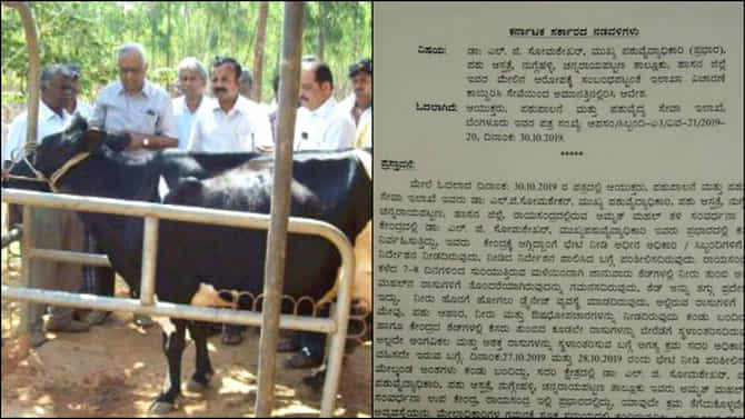 ಅಮೃತ್ ಮಹಲ್ ಹಸುಗಳ ನರಳಾಟ: ವೈದ್ಯ ಸೋಮಶೇಖರ್ ಮನೆಗೆ