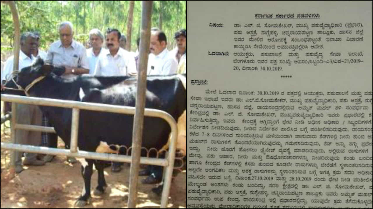 ಅಮೃತ್ ಮಹಲ್ ಹಸುಗಳ ನರಳಾಟ: ವೈದ್ಯ ಸೋಮಶೇಖರ್ ಮನೆಗೆ