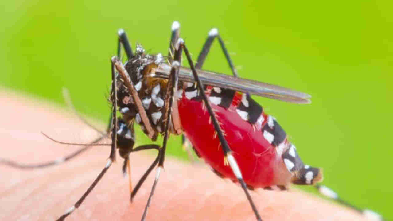 Dengue Symptoms: ನಿಮ್ಮ ಜ್ವರ ಡೆಂಗ್ಯೂ ಜ್ವರವಾ ಎಂದು ಪತ್ತೆ ಹಚ್ಚುವುದು ಹೇಗೆ?; ಇಲ್ಲಿದೆ ಉಪಯುಕ್ತ ಮಾಹಿತಿ