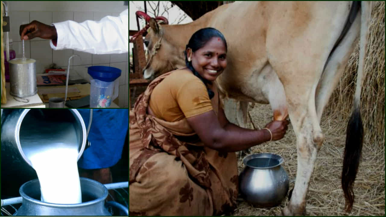 ಪ್ರೋತ್ಸಾಹ ಧನ ಗುಣಮಟ್ಟದ ಹಾಲಿಗೆ ಮಾತ್ರ, ಸರ್ಕಾರದ ವಿರುದ್ಧ ರೈತರ ಆಕ್ರೋಶ ಪ್ರೋತ್ಸಾಹ ಧನ ಗುಣಮಟ್ಟದ ಹಾಲಿಗೆ ಮಾತ್ರ, ಸರ್ಕಾರದ ವಿರುದ್ಧ ರೈತರ ಆಕ್ರೋಶ