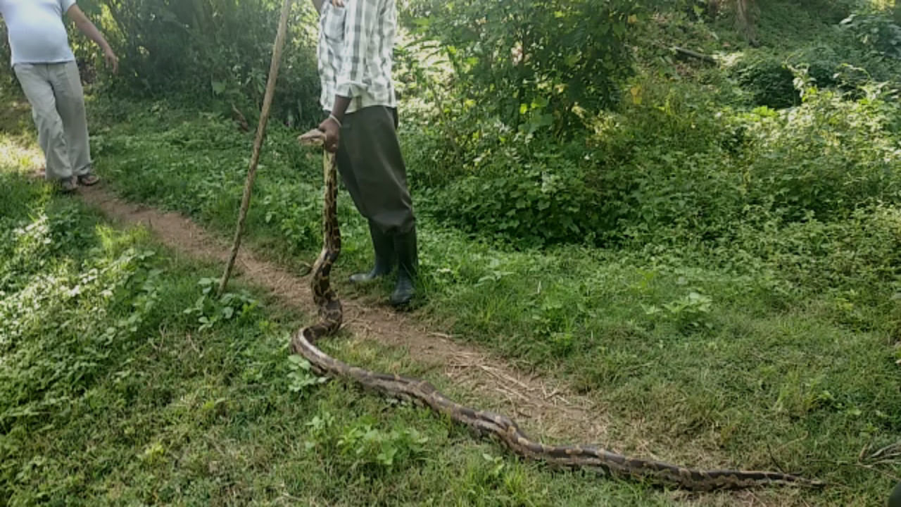 ಕೊಡಗು ತೋಟದಲ್ಲಿ ಮತ್ತೊಂದು ಹೆಬ್ಬಾವು ಪತ್ತೆ, ಸೀದಾ ಅರಣ್ಯಕ್ಕೆ ಶಿಫ್ಟ್ ಕೊಡಗು ತೋಟದಲ್ಲಿ ಮತ್ತೊಂದು ಹೆಬ್ಬಾವು ಪತ್ತೆ, ಸೀದಾ ಅರಣ್ಯಕ್ಕೆ ಶಿಫ್ಟ್