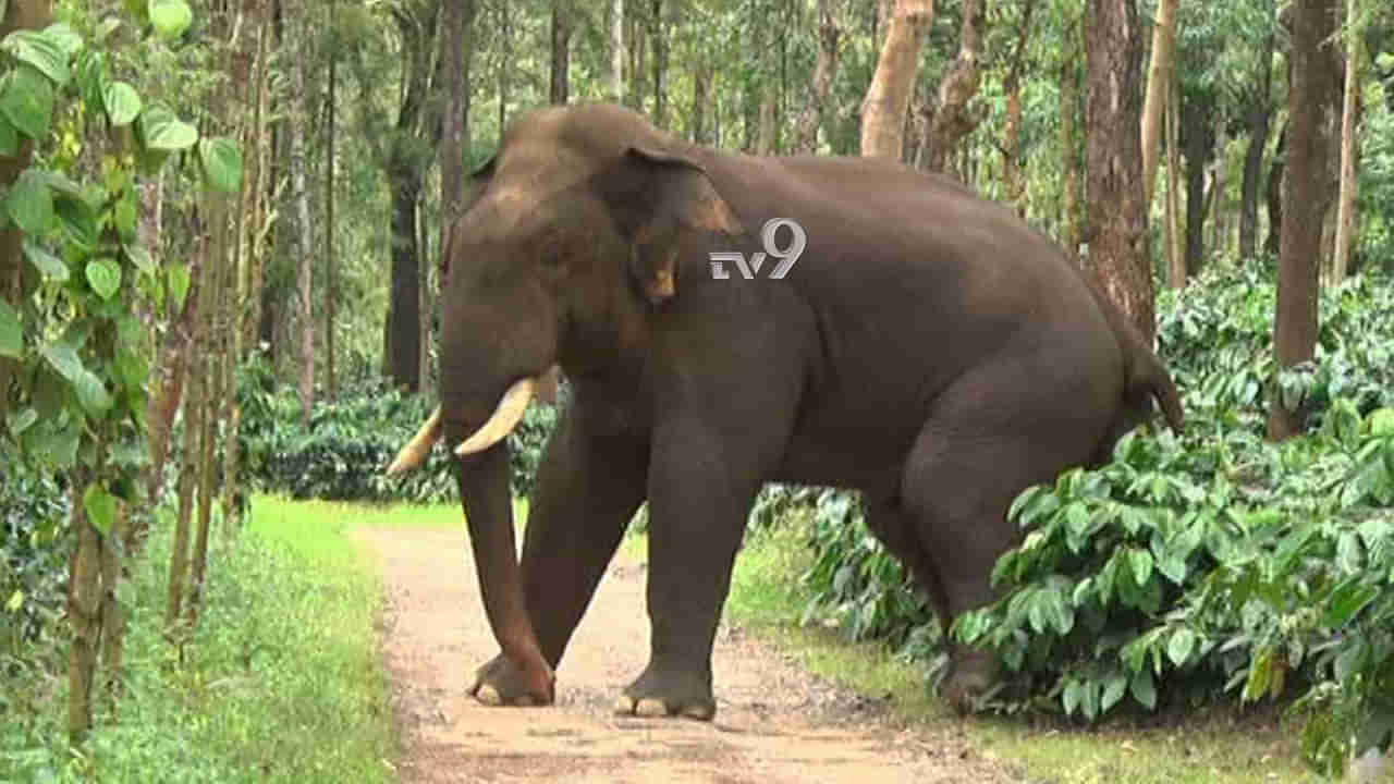 ಬಿಳಿಗಿರಿ ಹುಲಿ ಸಂರಕ್ಷಿತ ಪ್ರದೇಶದಲ್ಲಿ ಕಾಡಾನೆ ತುಳಿದು ಗ್ರಾಮಸ್ಥ ಸಾವು