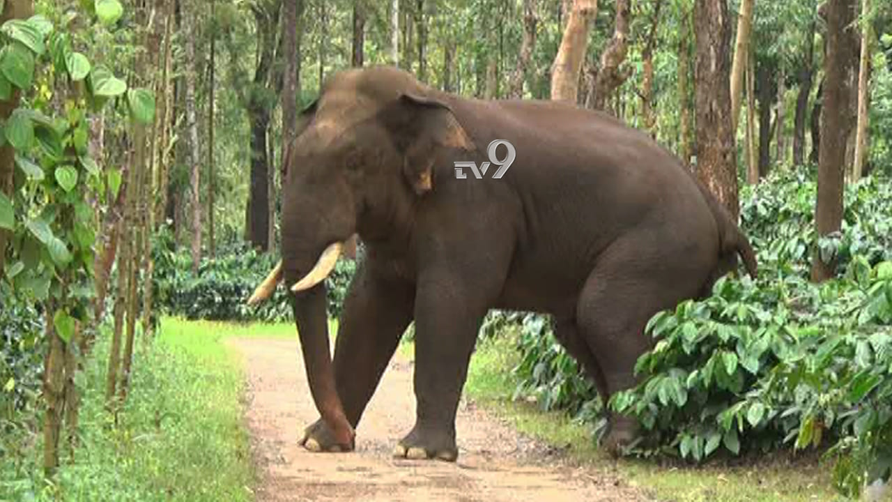 ಬಿಳಿಗಿರಿ ಹುಲಿ ಸಂರಕ್ಷಿತ ಪ್ರದೇಶದಲ್ಲಿ ಕಾಡಾನೆ ತುಳಿದು ಗ್ರಾಮಸ್ಥ ಸಾವು ಬಿಳಿಗಿರಿ ಹುಲಿ ಸಂರಕ್ಷಿತ ಪ್ರದೇಶದಲ್ಲಿ ಕಾಡಾನೆ ತುಳಿದು ಗ್ರಾಮಸ್ಥ ಸಾವು