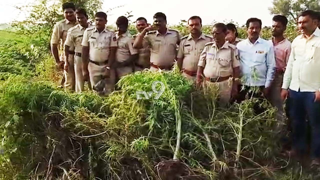 ಜಮೀನಿನಲ್ಲಿ ಬೆಳೆದಿದ್ದ 90 ಕೆಜಿ ಗಾಂಜಾ ಜಪ್ತಿ