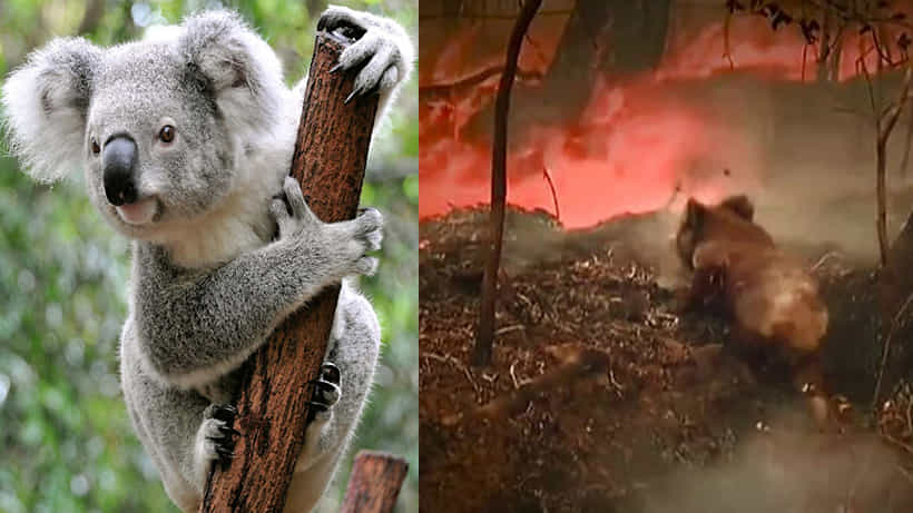 ನ್ಯೂ ಸೌತ್ ವೇಲ್ಸ್ ಕಾಡ್ಗಿಚ್ಚು: ‘ಕೋಲಾ’ಗಳ ರಕ್ಷಣೆಗೆ ಹರಸಾಹಸ