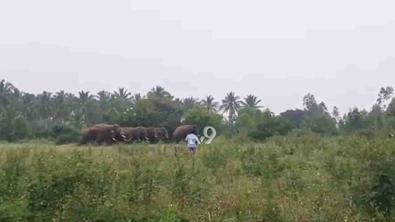 ಕೋಲಾರ ಜಿಲ್ಲೆಯಲ್ಲಿ ಮತ್ತೆ ಕಾಣಿಸಿಕೊಂಡ ಗಜಪಡೆ, ರೈತರಲ್ಲಿ ಆತಂಕ