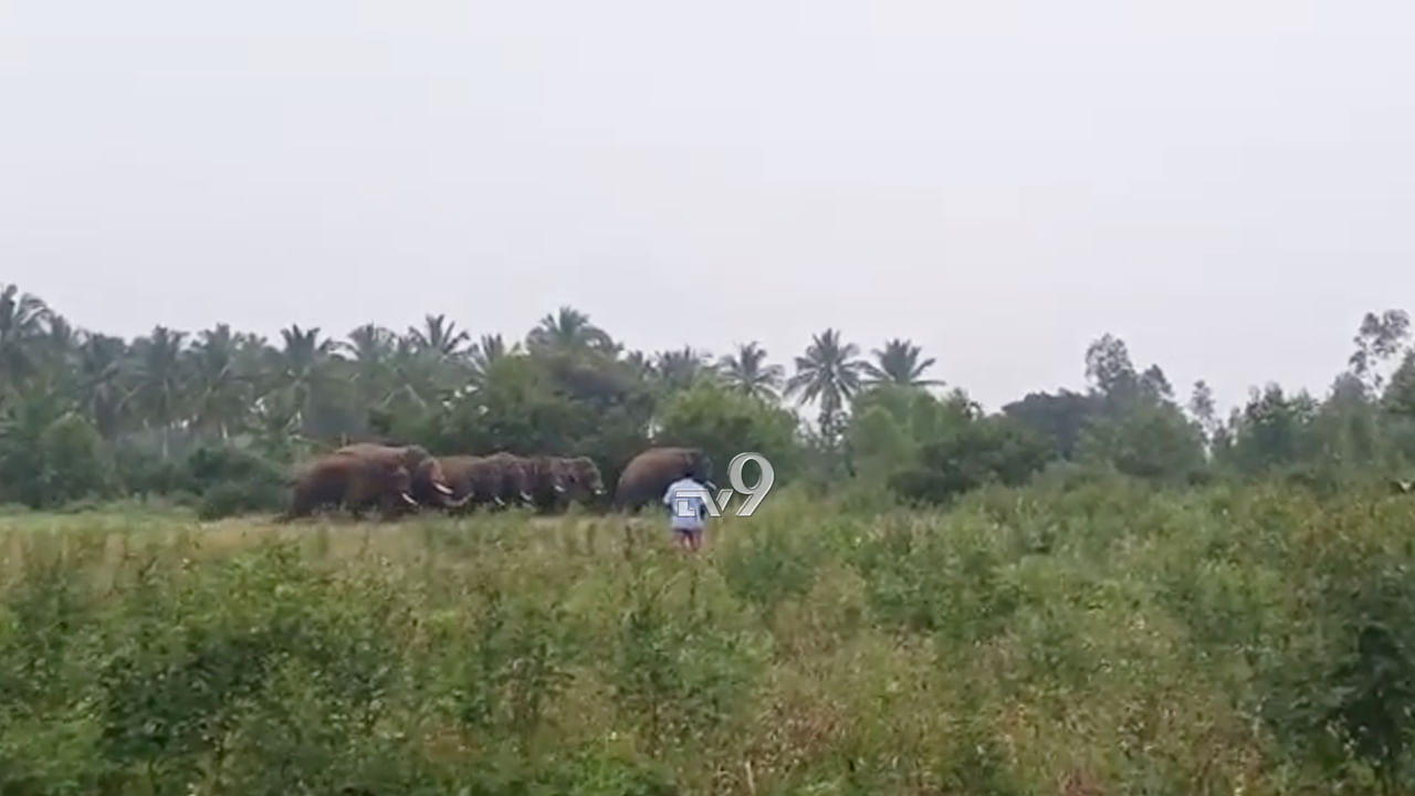 ಕೋಲಾರ ಜಿಲ್ಲೆಯಲ್ಲಿ ಮತ್ತೆ ಕಾಣಿಸಿಕೊಂಡ ಗಜಪಡೆ, ರೈತರಲ್ಲಿ ಆತಂಕ