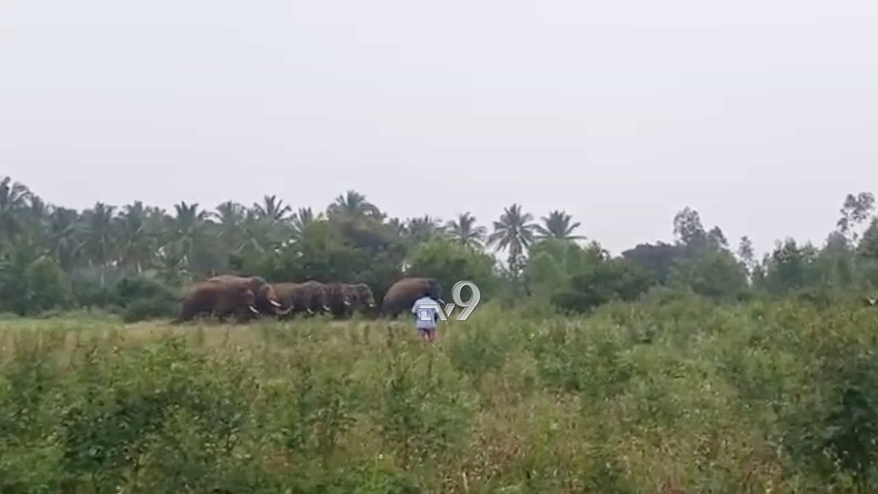 ಕೋಲಾರ ಜಿಲ್ಲೆಯಲ್ಲಿ ಮತ್ತೆ ಕಾಣಿಸಿಕೊಂಡ ಗಜಪಡೆ, ರೈತರಲ್ಲಿ ಆತಂಕ ಕೋಲಾರ ಜಿಲ್ಲೆಯಲ್ಲಿ ಮತ್ತೆ ಕಾಣಿಸಿಕೊಂಡ ಗಜಪಡೆ, ರೈತರಲ್ಲಿ ಆತಂಕ
