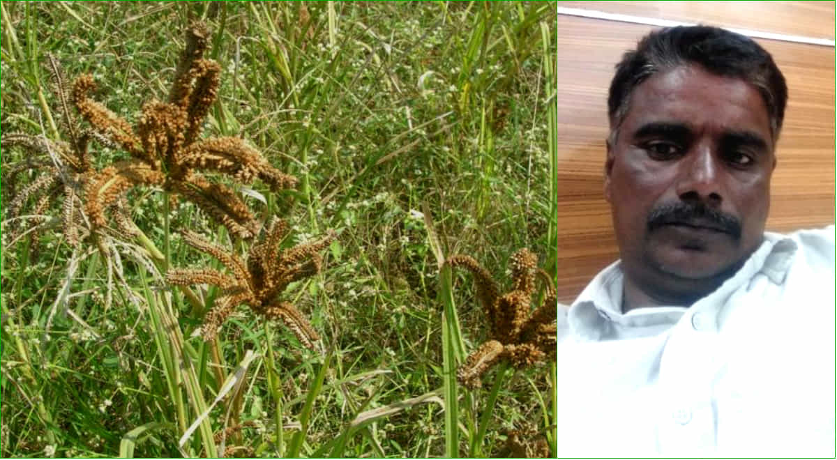 ರಸ್ತೆ ಮೇಲೆಯೇ ರಾಗಿ ಕಣ: ಜಾರಿಬಿದ್ದು ಸಾವನ್ನಪ್ಪಿದ ಬೈಕ್ ಸವಾರ, ಇನ್ನಾದ್ರು ಎಚ್ಚೆತ್ಕೊಳ್ಳಿ! ರಸ್ತೆ ಮೇಲೆಯೇ ರಾಗಿ ಕಣ: ಜಾರಿಬಿದ್ದು ಸಾವನ್ನಪ್ಪಿದ ಬೈಕ್ ಸವಾರ, ಇನ್ನಾದ್ರು ಎಚ್ಚೆತ್ಕೊಳ್ಳಿ!