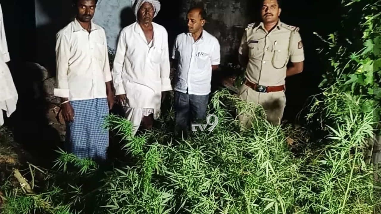 ಗಾಂಜಾ ಗಿಡ ಬೆಳೆದಿದ್ದ ಅಪ್ಪ-ಮಗನ ಸೆರೆ ಗಾಂಜಾ ಗಿಡ ಬೆಳೆದಿದ್ದ ಅಪ್ಪ-ಮಗನ ಸೆರೆ