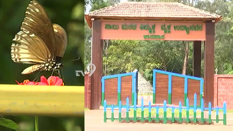ಕಾರವಾರದ ಸಾಲು ಮರದ ತಿಮ್ಮಕ್ಕ ಪಾರ್ಕ್ನಲ್ಲೀಗ ಚಿಟ್ಟೆಗಳ ಕಲರವ