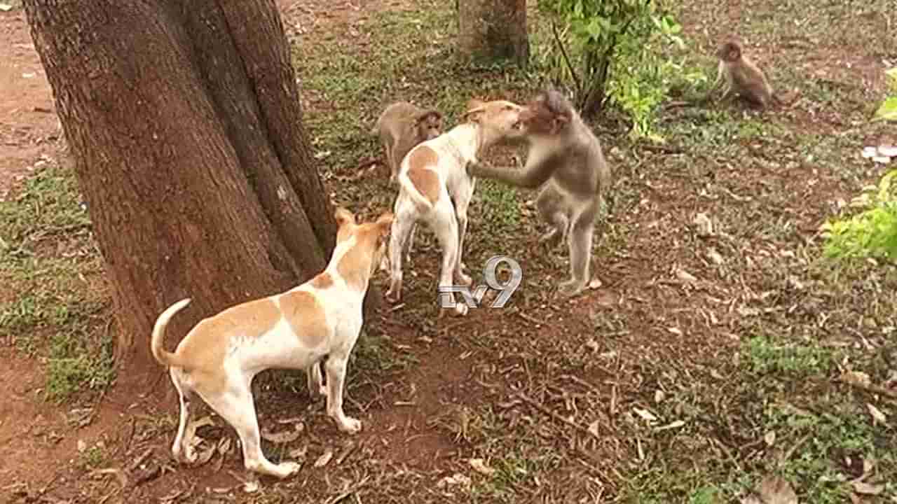 ನಂದಿ ಗಿರಿಧಾಮ: ಪ್ರೇಮಿಗಳ ಹಾಟ್​ಸ್ಪಾಟ್​​ನಲ್ಲಿ ನಾಯಿ ಕೋತಿಗಳ ತುಂಟಾಟ!