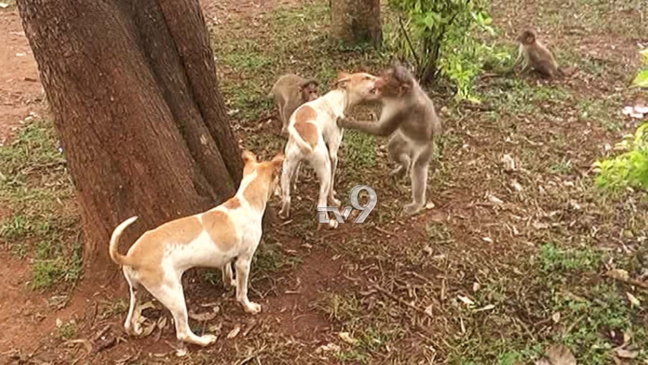 ನಂದಿ ಗಿರಿಧಾಮ: ಪ್ರೇಮಿಗಳ ಹಾಟ್​ಸ್ಪಾಟ್​​ನಲ್ಲಿ ನಾಯಿ ಕೋತಿಗಳ ತುಂಟಾಟ!