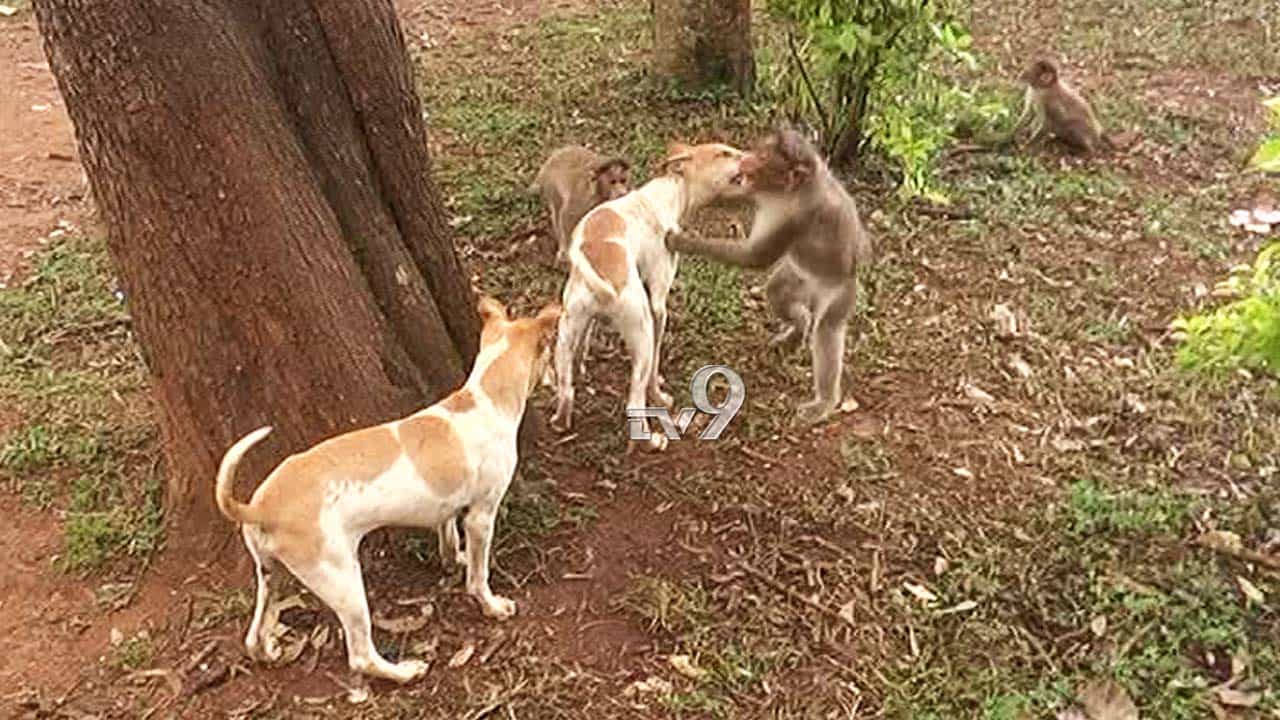 ನಂದಿ ಗಿರಿಧಾಮ: ಪ್ರೇಮಿಗಳ ಹಾಟ್ಸ್ಪಾಟ್ನಲ್ಲಿ ನಾಯಿ ಕೋತಿಗಳ ತುಂಟಾಟ! ನಂದಿ ಗಿರಿಧಾಮ: ಪ್ರೇಮಿಗಳ ಹಾಟ್ಸ್ಪಾಟ್ನಲ್ಲಿ ನಾಯಿ ಕೋತಿಗಳ ತುಂಟಾಟ!