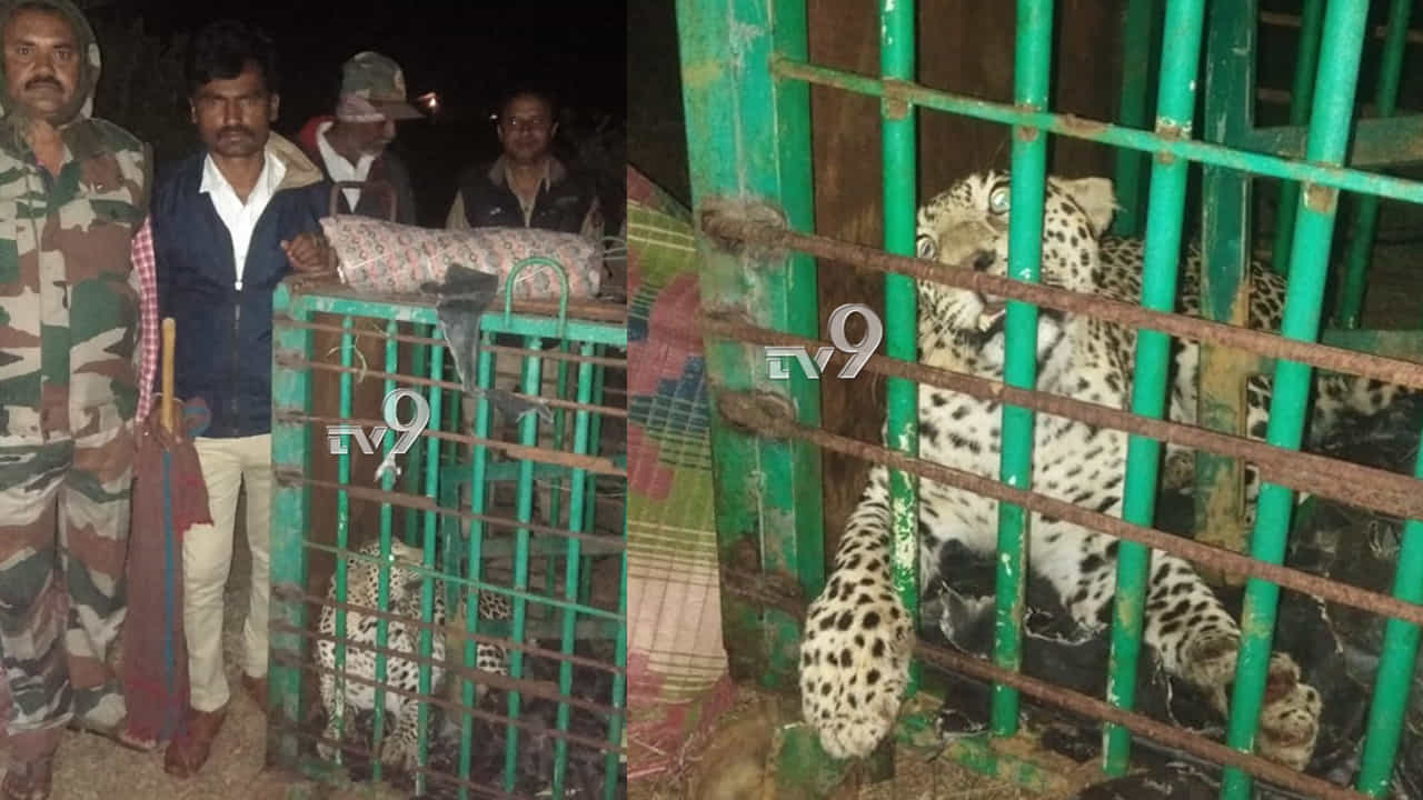 ಕುಂಚಿಟಿಗ ಮಠದ ಬಳಿ ಎರಡು ದಿನದಲ್ಲಿ ಎರಡು ಚಿರತೆ ಸೆರೆ ಕುಂಚಿಟಿಗ ಮಠದ ಬಳಿ ಎರಡು ದಿನದಲ್ಲಿ ಎರಡು ಚಿರತೆ ಸೆರೆ