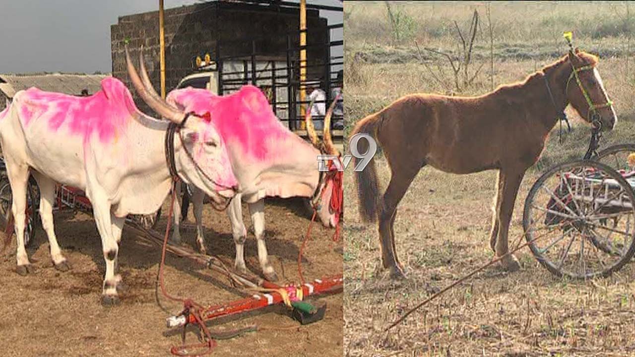 ಜೋಡೆತ್ತು, ಕುದುರೆಗಳ ರೇಸ್, ಪ್ರೇಕ್ಷಕರಿಗೆ ಕಿಕ್ಕೇರಿಸಿದ ಓಟದ ಗಮ್ಮತ್ತು