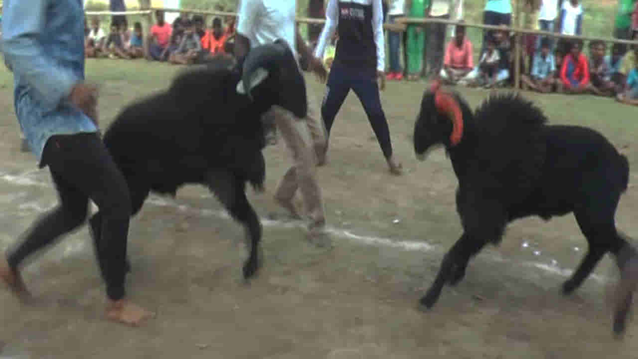 ಹಾವೇರಿಯಲ್ಲಿ ಟಗರು ಫೈಟ್: ಡಿಚ್ಚಿ ಸದ್ದಿಗೆ ರಂಗೇರಿದ ಅಖಾಡ