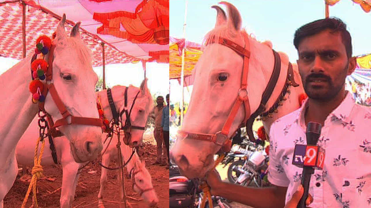 ಲಕ್ಷ್ಮೀದೇವಿ ಜಾತ್ರೆಯಲ್ಲಿ ಕುದುರೆ ಕಲರವ- ಇಲ್ಲಿ ನಡೆಯುತ್ತೆ ರಾಜ್ಯದ ಏಕೈಕ ಕುದುರೆ ಸಂತೆ! ಲಕ್ಷ್ಮೀದೇವಿ ಜಾತ್ರೆಯಲ್ಲಿ ಕುದುರೆ ಕಲರವ- ಇಲ್ಲಿ ನಡೆಯುತ್ತೆ ರಾಜ್ಯದ ಏಕೈಕ ಕುದುರೆ ಸಂತೆ!