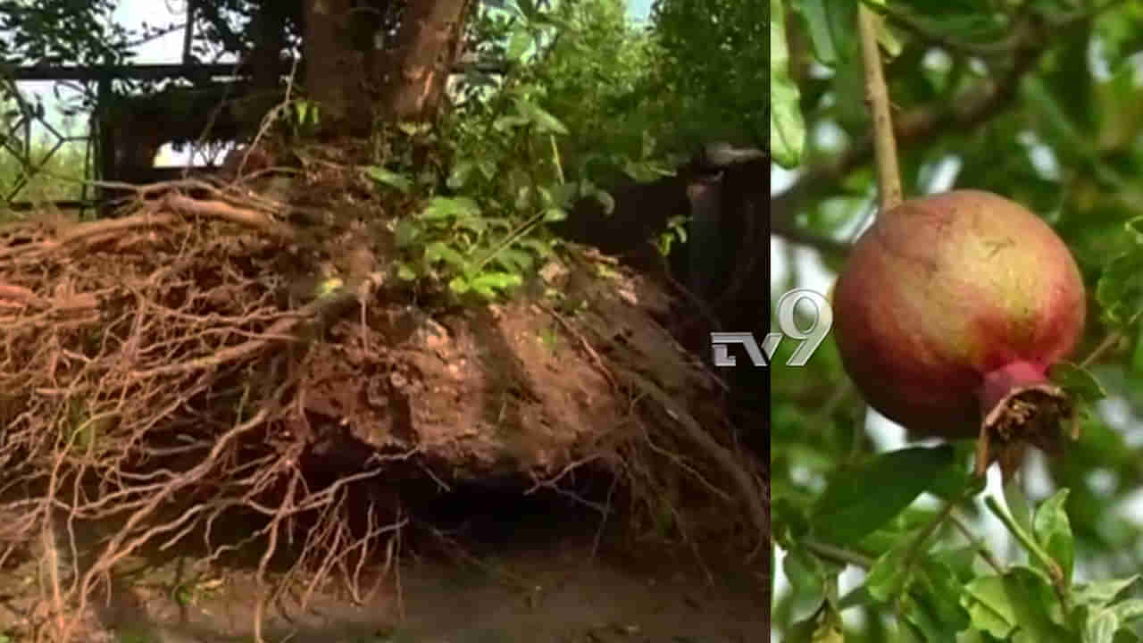 ದಾಳಿಂಬೆ ನಷ್ಟದಿಂದ ಬೇಸತ್ತ ರೈತನ ಹೊಸ ಆವಿಷ್ಕಾರ! ಇತರರಿಗೆ ಮಾದರಿಯಾದ ಅನ್ನದಾತ