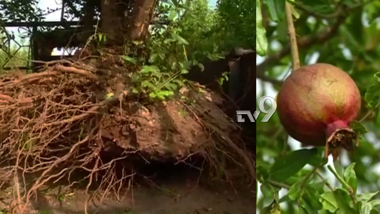 ದಾಳಿಂಬೆ ನಷ್ಟದಿಂದ ಬೇಸತ್ತ ರೈತನ ಹೊಸ ಆವಿಷ್ಕಾರ! ಇತರರಿಗೆ ಮಾದರಿಯಾದ ಅನ್ನದಾತ ದಾಳಿಂಬೆ ನಷ್ಟದಿಂದ ಬೇಸತ್ತ ರೈತನ ಹೊಸ ಆವಿಷ್ಕಾರ! ಇತರರಿಗೆ ಮಾದರಿಯಾದ ಅನ್ನದಾತ