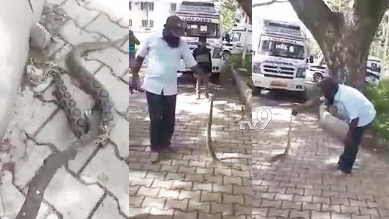 ಕೋಲಾರ ಜಿಲ್ಲಾಸ್ಪತೆ ಆವರಣದಲ್ಲಿ ಕಾಣಿಸಿಕೊಂಡ ವಿಷಪೂರಿತ ಹಾವು ಕೋಲಾರ ಜಿಲ್ಲಾಸ್ಪತೆ ಆವರಣದಲ್ಲಿ ಕಾಣಿಸಿಕೊಂಡ ವಿಷಪೂರಿತ ಹಾವು