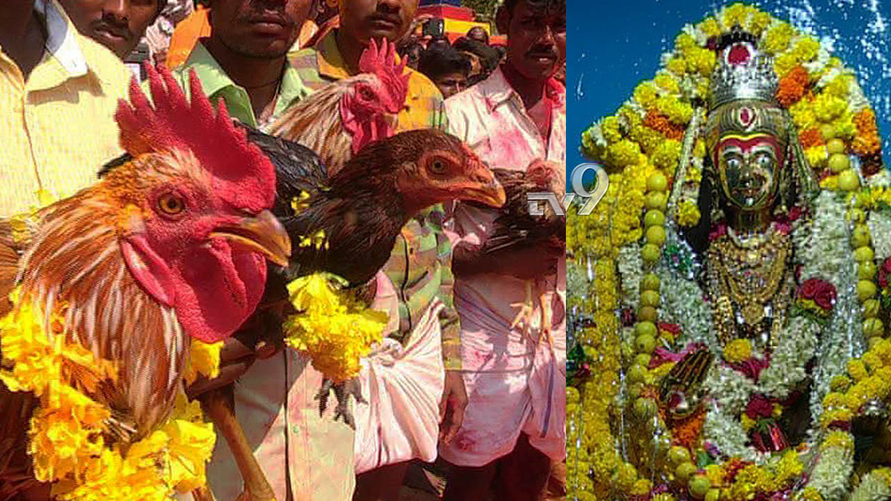 ದುರ್ಗಾದೇವಿ ಜಾತ್ರೆಯಲ್ಲಿ ಕೋಳಿಗಳ ದರ್ಬಾರ್: ಇಂದು ಡಿಕೆಶಿ ಭೇಟಿ!