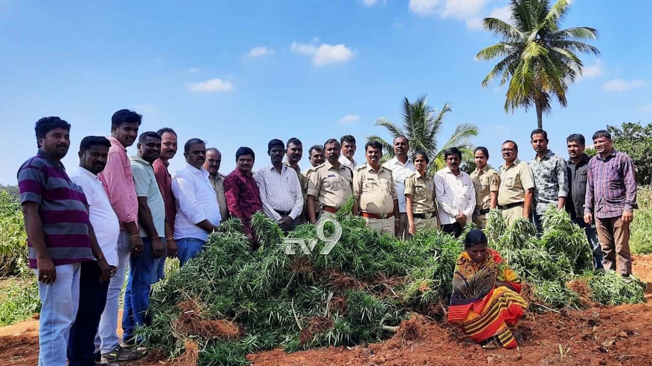 ಎಲಾ ಇವರ ಧೈರ್ಯವಾ!? ಜಾತ್ರೆಯಲ್ಲೇ ಮಾರಾಟ ಮಾಡಲು ಗಾಂಜಾ ಸಂಗ್ರಹಿಸಿ, ಸಿಕ್ಕಿ ಬಿದ್ದ ದಂಪತಿ