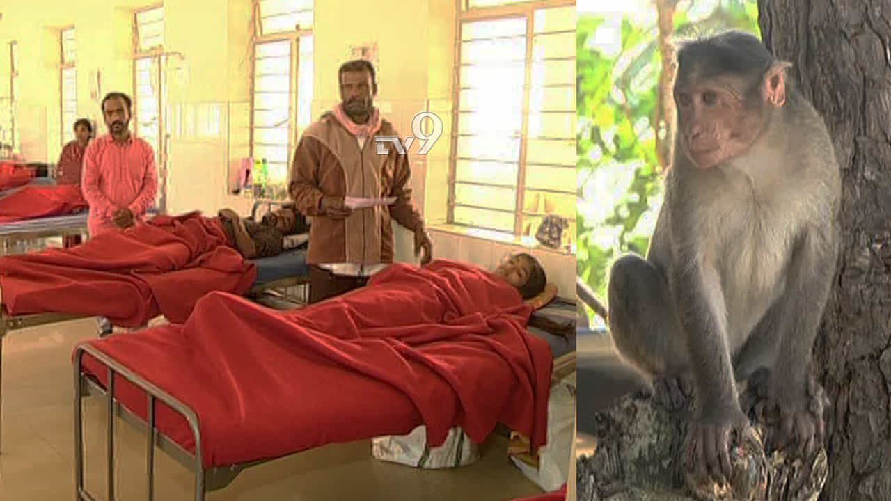 ಮತ್ತೆ ಉಲ್ಬಣಿಸಿದ ಮಂಗನ ಕಾಯಿಲೆ: ಚಿಕಿತ್ಸೆ ಫಲಿಸದೆ ಮಹಿಳೆ ಸಾವು ಮತ್ತೆ ಉಲ್ಬಣಿಸಿದ ಮಂಗನ ಕಾಯಿಲೆ: ಚಿಕಿತ್ಸೆ ಫಲಿಸದೆ ಮಹಿಳೆ ಸಾವು