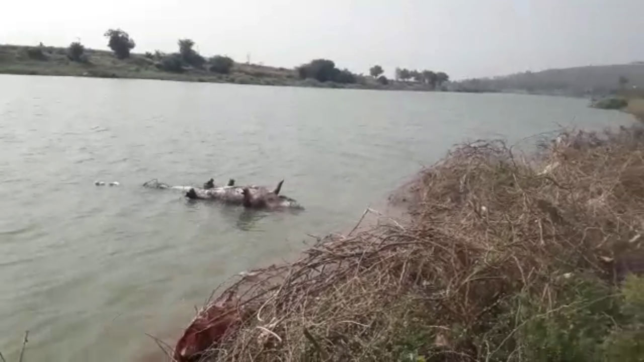 ಮೀನುಗಾರರ ಬಲೆಗೆ ಸಿಲುಕಿ ಮೊಸಳೆ ಸಾವು