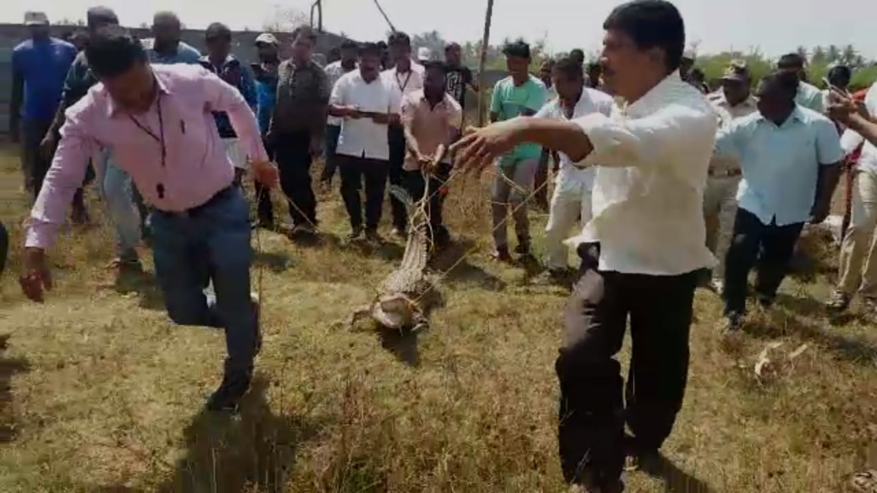 ಕಾಲೇಜಿಗೆ ಯಾಕೆ ಬಂತು ಈ ಮೊಸಳೆ!?