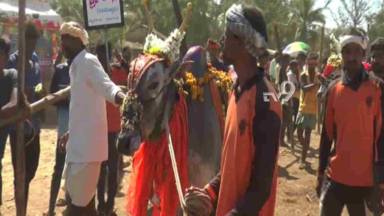 ಜನಸಾಗರ ಸೀಳಿ ಹೋರಿಗಳ ಮಿಂಚಿನ ಓಟ: ಕೊಬ್ಬಿದ ಗೂಳಿ ಹಿಡಿಯಲು ಪೈಲ್ವಾನರ ಸಾಹಸ