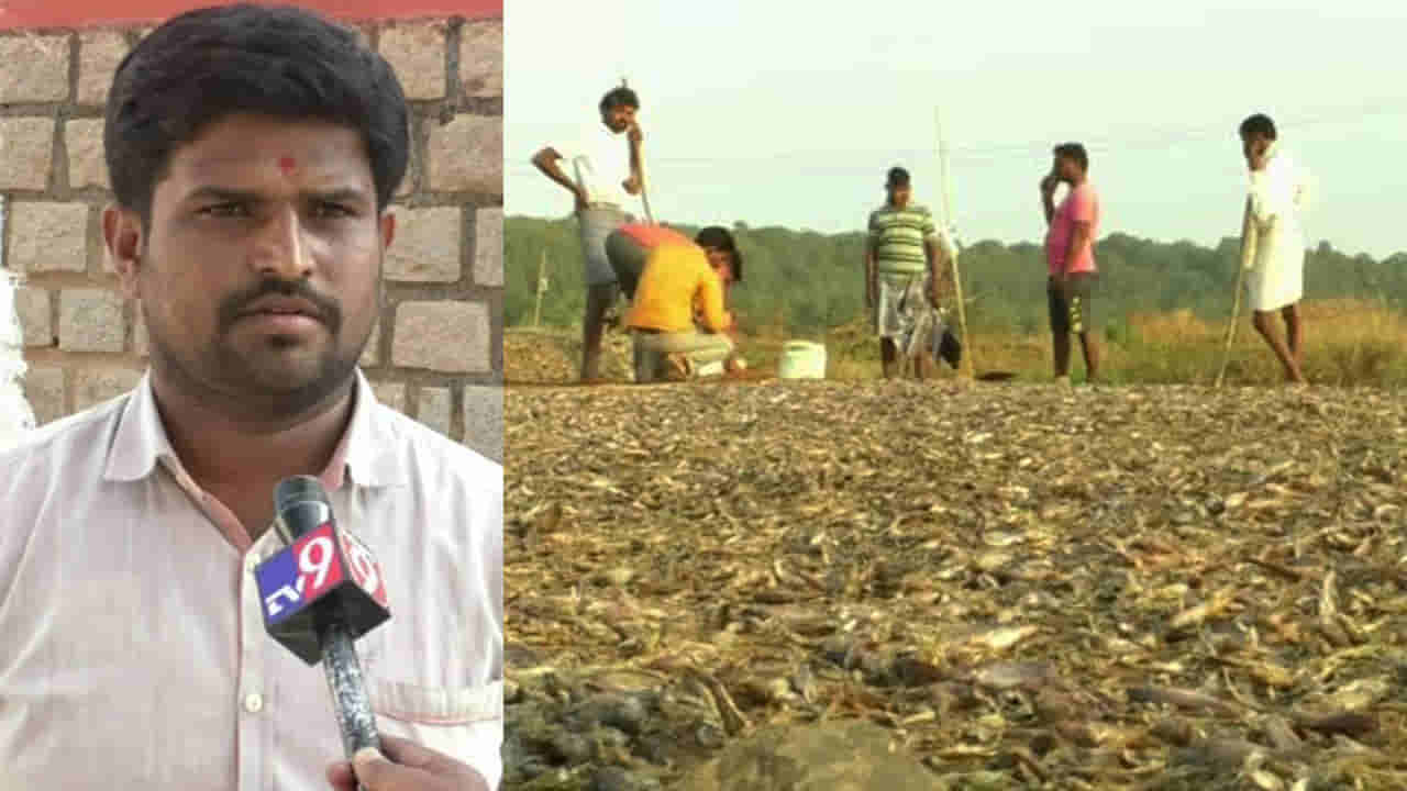 ತುಂಗಭದ್ರಾ ಡ್ಯಾಂ ಹಿನ್ನೀರಲ್ಲಿ ಫಿಶ್ ಮಾಫಿಯಾ: ದಂಧೆಕೋರರಿಗೆ ಅಧಿಕಾರಿಗಳ ಬೆಂಬಲ?