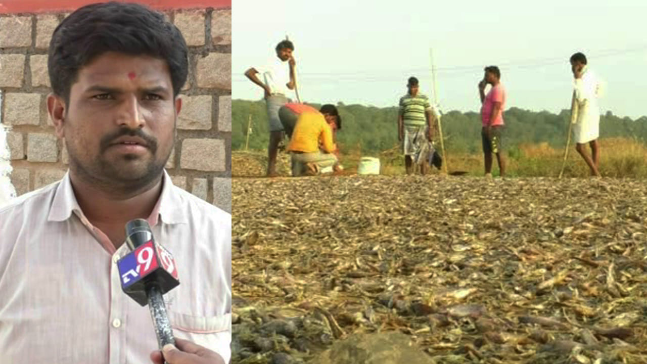 ತುಂಗಭದ್ರಾ ಡ್ಯಾಂ ಹಿನ್ನೀರಲ್ಲಿ ಫಿಶ್ ಮಾಫಿಯಾ: ದಂಧೆಕೋರರಿಗೆ ಅಧಿಕಾರಿಗಳ ಬೆಂಬಲ? ತುಂಗಭದ್ರಾ ಡ್ಯಾಂ ಹಿನ್ನೀರಲ್ಲಿ ಫಿಶ್ ಮಾಫಿಯಾ: ದಂಧೆಕೋರರಿಗೆ ಅಧಿಕಾರಿಗಳ ಬೆಂಬಲ?