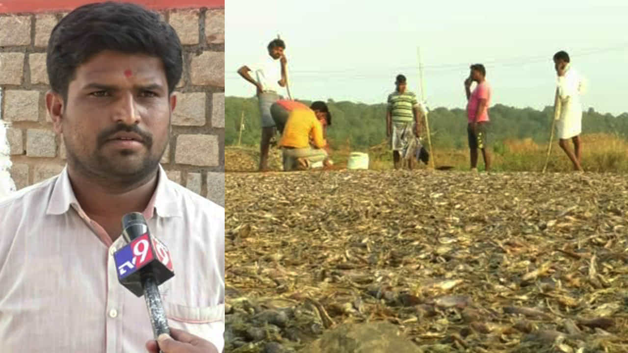 ತುಂಗಭದ್ರಾ ಡ್ಯಾಂ ಹಿನ್ನೀರಲ್ಲಿ ಫಿಶ್ ಮಾಫಿಯಾ: ದಂಧೆಕೋರರಿಗೆ ಅಧಿಕಾರಿಗಳ ಬೆಂಬಲ? ತುಂಗಭದ್ರಾ ಡ್ಯಾಂ ಹಿನ್ನೀರಲ್ಲಿ ಫಿಶ್ ಮಾಫಿಯಾ: ದಂಧೆಕೋರರಿಗೆ ಅಧಿಕಾರಿಗಳ ಬೆಂಬಲ?