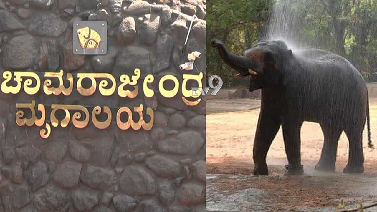 ನಟ ದರ್ಶನ್ ಮನವಿಗೆ ಓಗೊಟ್ಟ ಜನತೆ; ಒಂದೇ ವಾರದಲ್ಲಿ 1 ಕೋಟಿ ರೂಪಾಯಿ ಮೃಗಾಲಯ ಪ್ರಾಧಿಕಾರದ ಖಾತೆಗೆ ಸಂದಾಯ ನಟ ದರ್ಶನ್ ಮನವಿಗೆ ಓಗೊಟ್ಟ ಜನತೆ; ಒಂದೇ ವಾರದಲ್ಲಿ 1 ಕೋಟಿ ರೂಪಾಯಿ ಮೃಗಾಲಯ ಪ್ರಾಧಿಕಾರದ ಖಾತೆಗೆ ಸಂದಾಯ