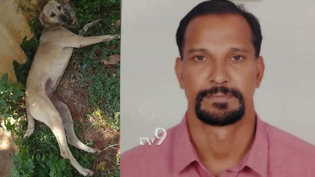 ಶ್ವಾನಗಳಿಗೆ ವಿಷವುಣಿಸಿ ಕೊಂದಿದ್ದ ಆರೋಪಿ ಅರೆಸ್ಟ್! ಶ್ವಾನಗಳಿಗೆ ವಿಷವುಣಿಸಿ ಕೊಂದಿದ್ದ ಆರೋಪಿ ಅರೆಸ್ಟ್!