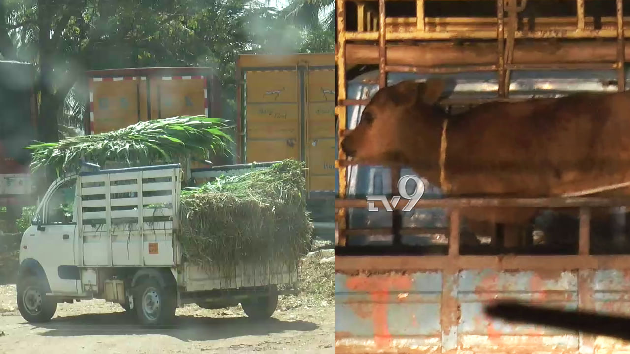 ಎಗ್ಗಿಲ್ಲದೇ ನಡೀತಿದೆ ಹಸುಗಳ ಸಾಗಾಟ, ದಂಧೆ ಕಂಡೂ ಕಣ್ಮುಚ್ಚಿ ಕುಳಿತಿದೆಯಾ ಖಾಕಿ?