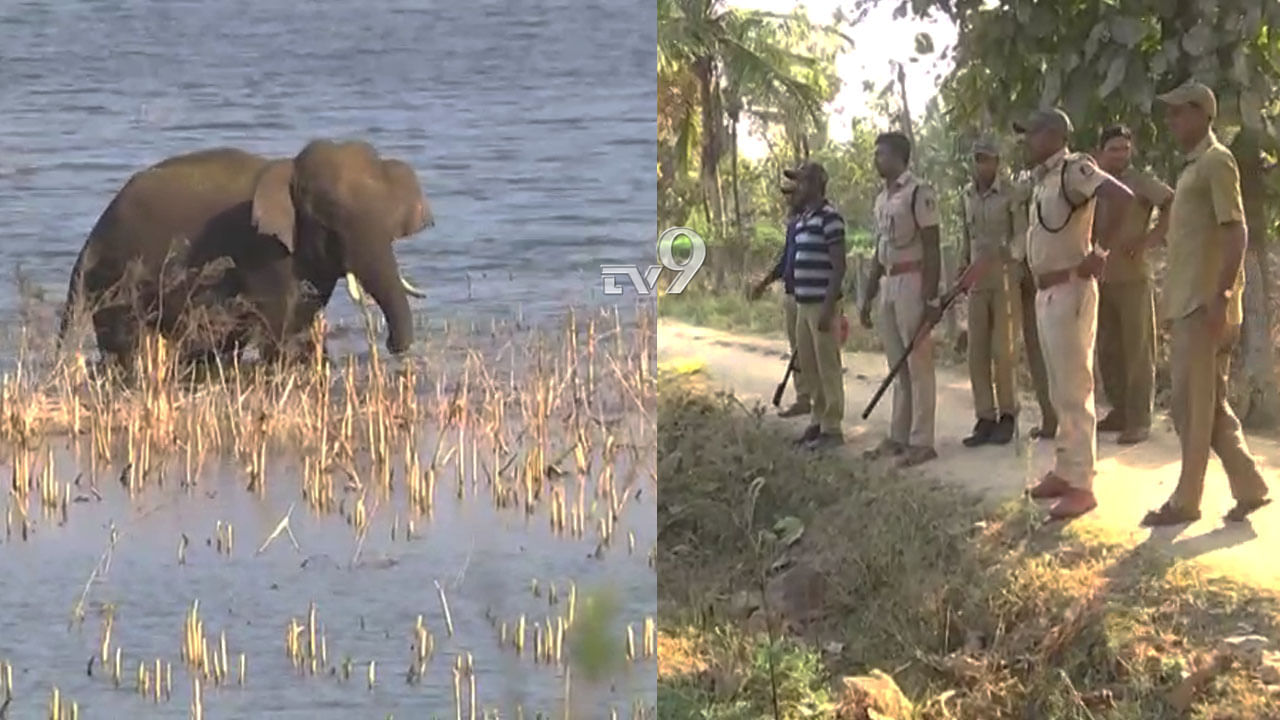 ಕೆರೆ ನೀರಿನಲ್ಲಿ ಒಂಟಿ ಸಲಗ ಚೆಲ್ಲಾಟ: ಗಜರಾಜನ ಆರ್ಭಟಕ್ಕೆ ಹಳೆಬೀಡು ಮಂದಿ ಪರದಾಟ