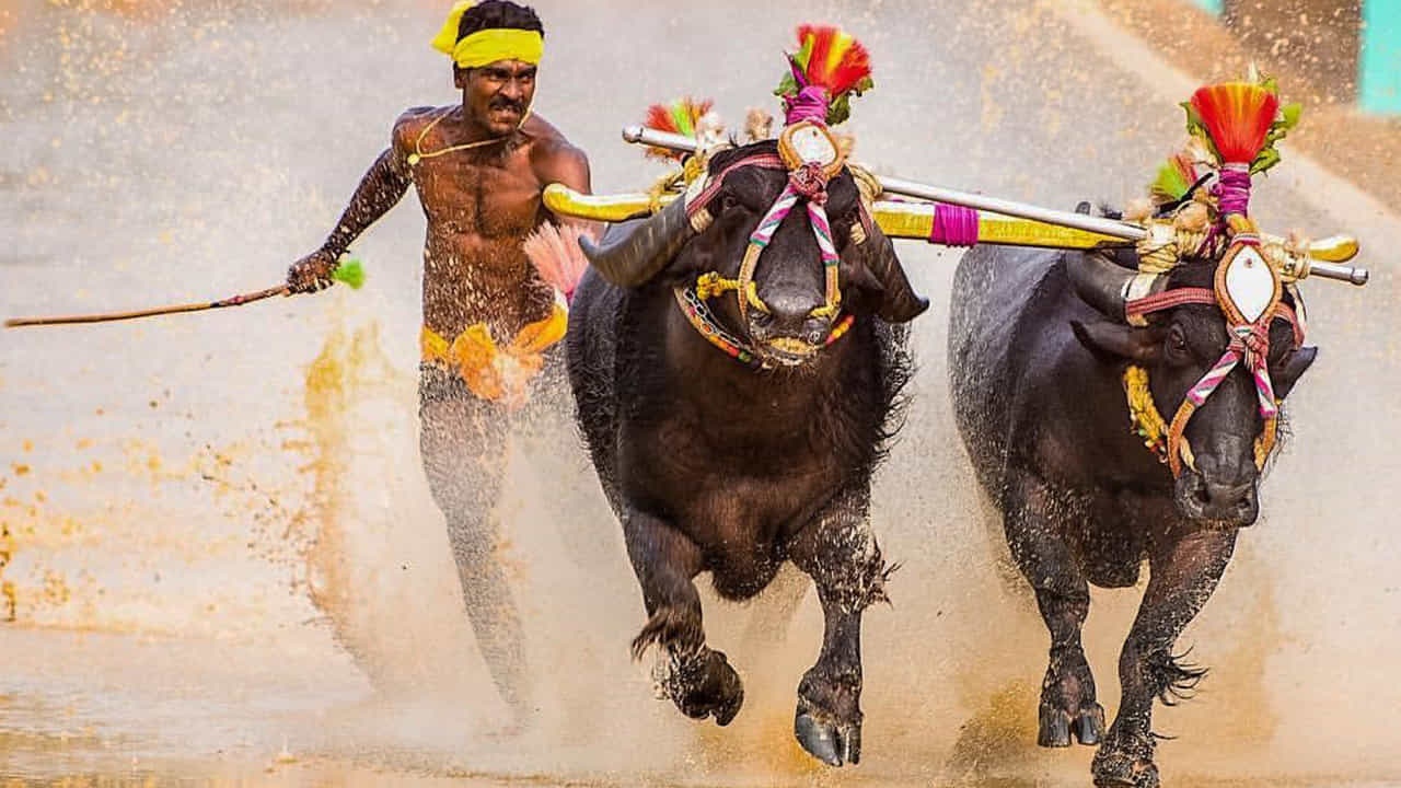 ಜಗತ್ತಿನ ವೇಗದ ಓಟಗಾರ ಉಸೇನ್ ಬೋಲ್ಟ್ ದಾಖಲೆ ಮುರಿದ ಕಂಬಳ ವೀರ! ಜಗತ್ತಿನ ವೇಗದ ಓಟಗಾರ ಉಸೇನ್ ಬೋಲ್ಟ್ ದಾಖಲೆ ಮುರಿದ ಕಂಬಳ ವೀರ!