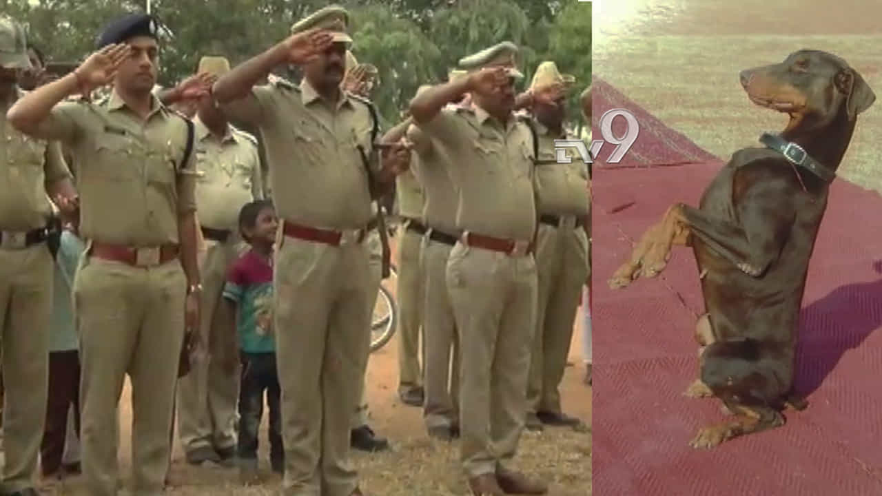 ಹನ್ನೊಂದು ವರ್ಷದಿಂದ ಕಿರಾತಕರನ್ನ ಬೇಟೆಯಾಡಿದ್ದ ಧೀರ ‘ಱಂಬೋ’ ಇನ್ನಿಲ್ಲ ಹನ್ನೊಂದು ವರ್ಷದಿಂದ ಕಿರಾತಕರನ್ನ ಬೇಟೆಯಾಡಿದ್ದ ಧೀರ ‘ಱಂಬೋ’ ಇನ್ನಿಲ್ಲ